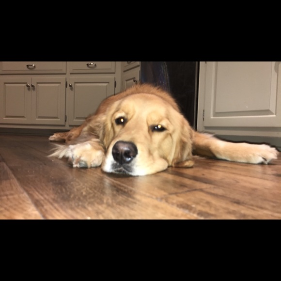 Meet your Posher, Meredith - Picture 1 of 1